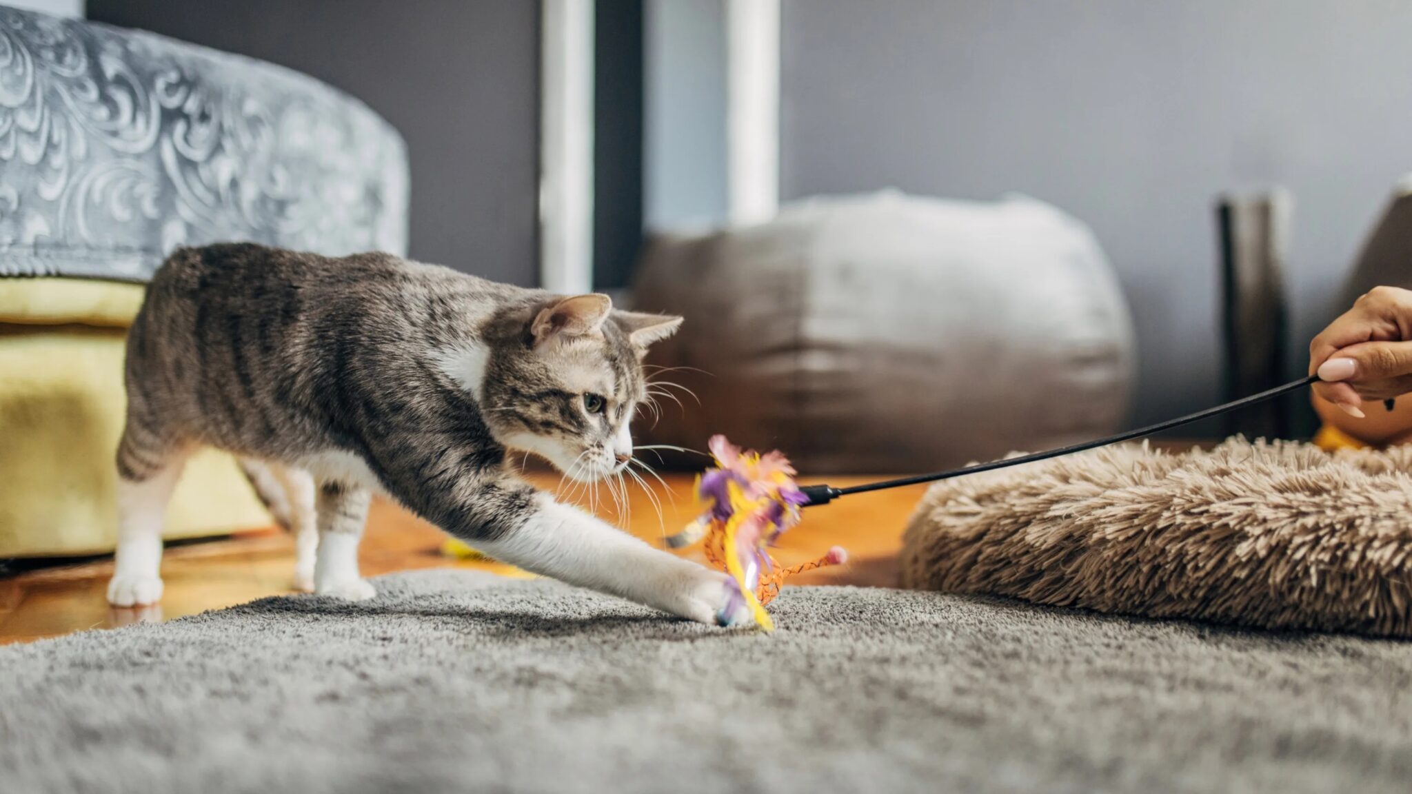 Ежедневные игры дают кошке нагрузку и внимание. Фото.
