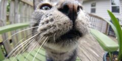В кошачьей моче нашли тайный код: учёные только что его расшифровали. В кошачьей моче нашли тайный код: учёные только что его расшифровали. Фото.