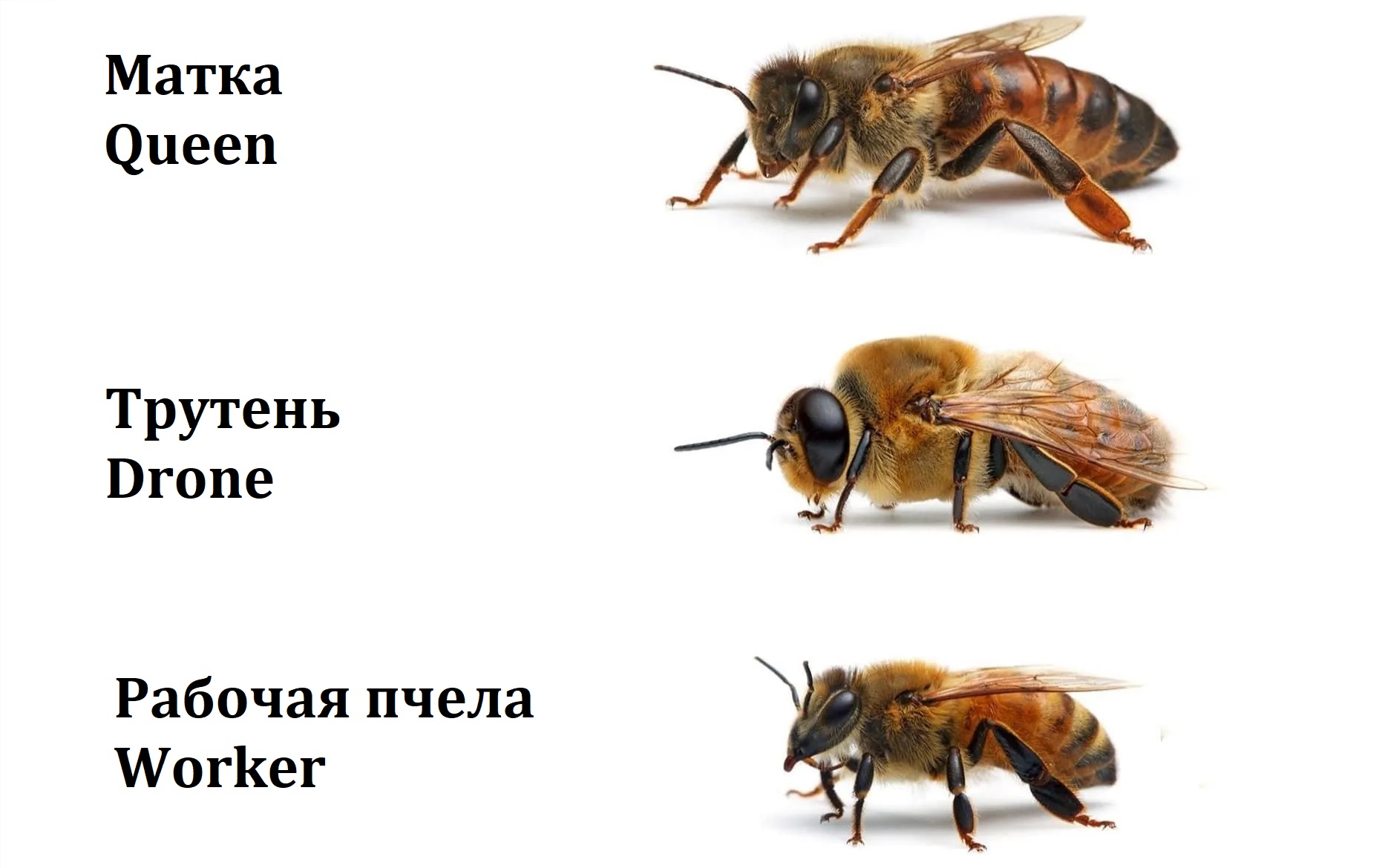 Состав пчелиной семьи. Фото.