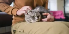 Как стареют кошки и что хозяева обычно не замечают. Фото.