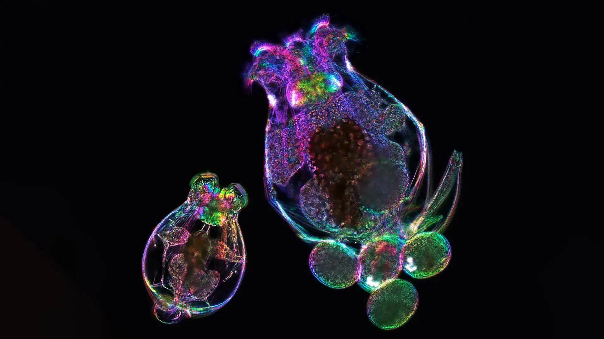 Самка коловратки Brachionus manjavacas и её потомство под микроскопом. Фото.