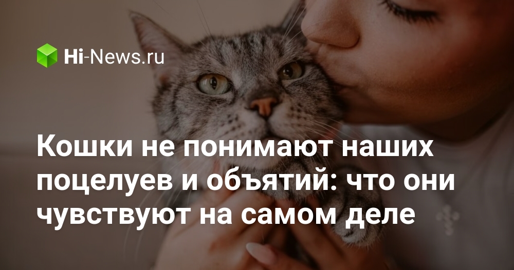Кошки не понимают наших поцелуев и объятий: что они чувствуют на самом деле