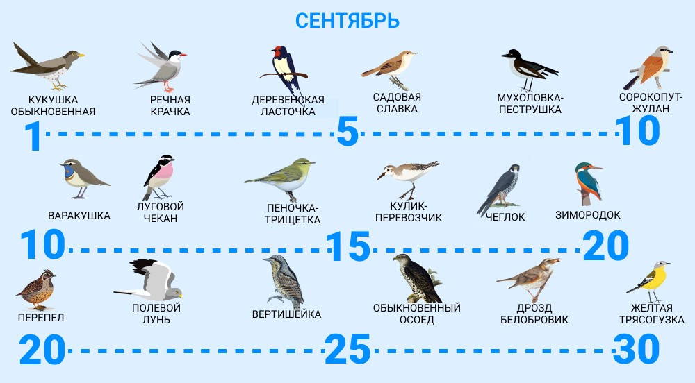Птицы, которые улетают в сентябре. Источник изображения: moya-planeta.ru