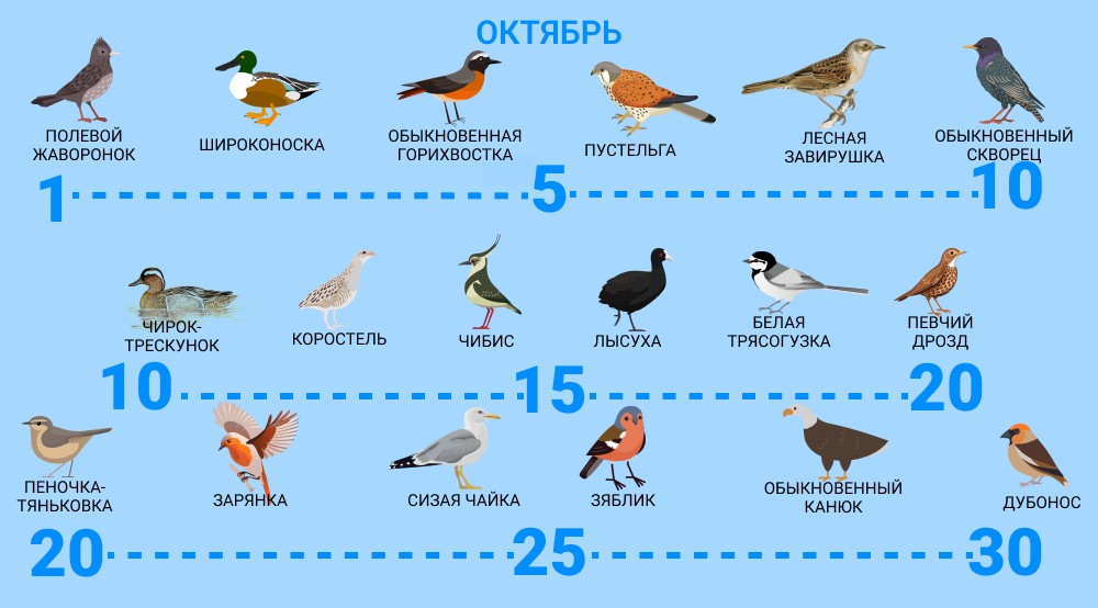 Птицы, которые улетают в октябре. Источник изображения: moya-planeta.ru