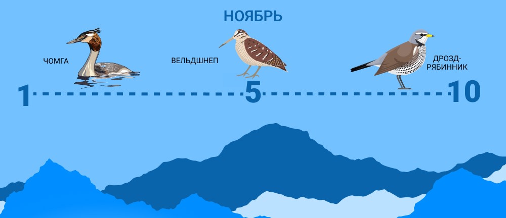 Птицы, которые улетают в ноябре. Источник изображения: moya-planeta.ru