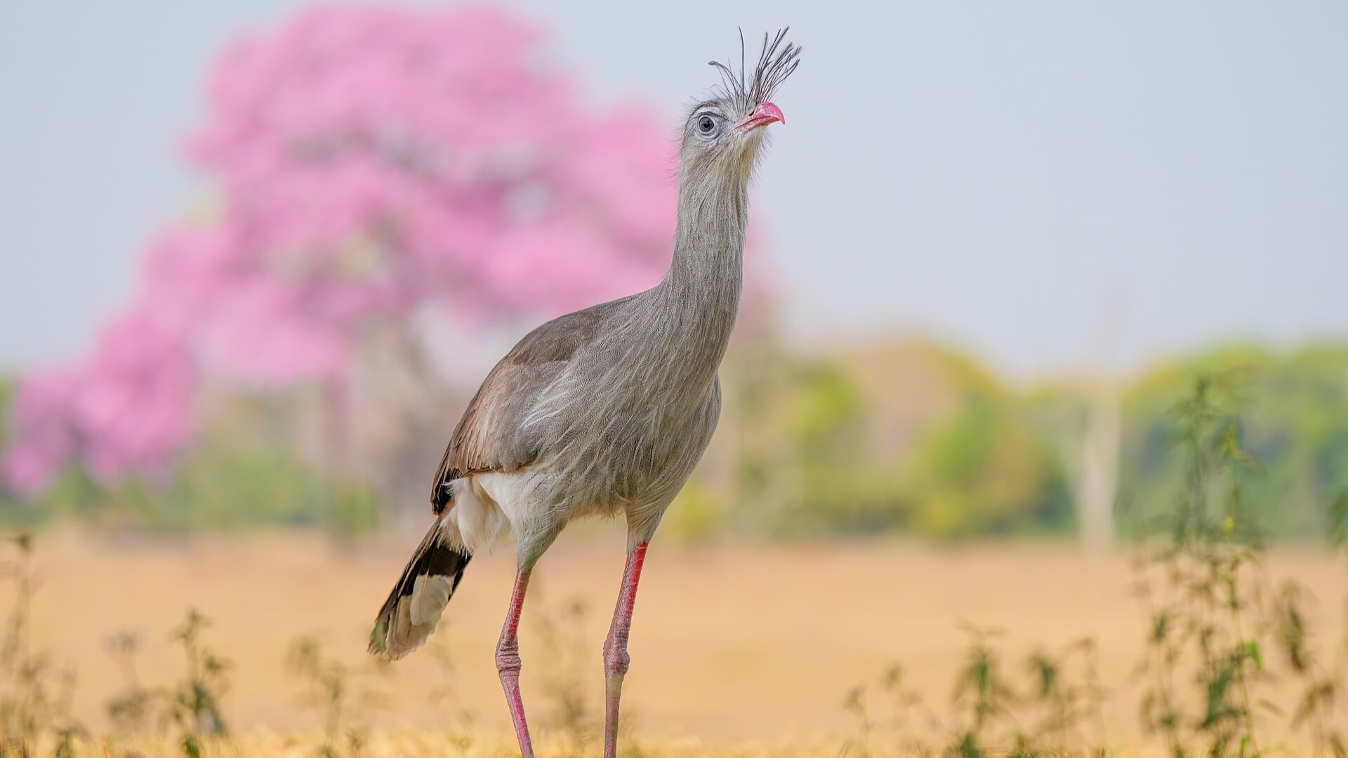 Хохлатая кариама (Cariama cristata)