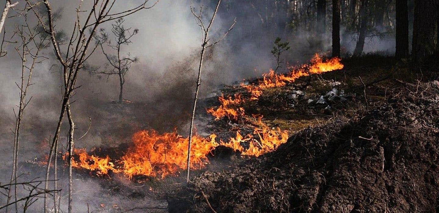 Последствия лесного пожара в Чернобыльской зоне отчуждения в мае 2026 года.
