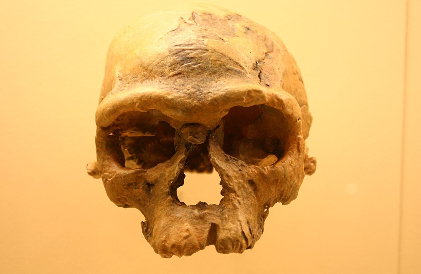 Череп Irhoud 1. Источник изображения: wikipedia.org