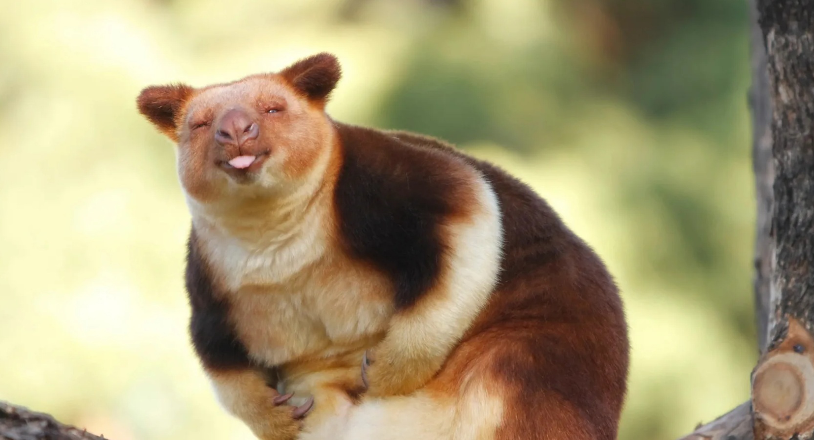 Древесный кенгуру