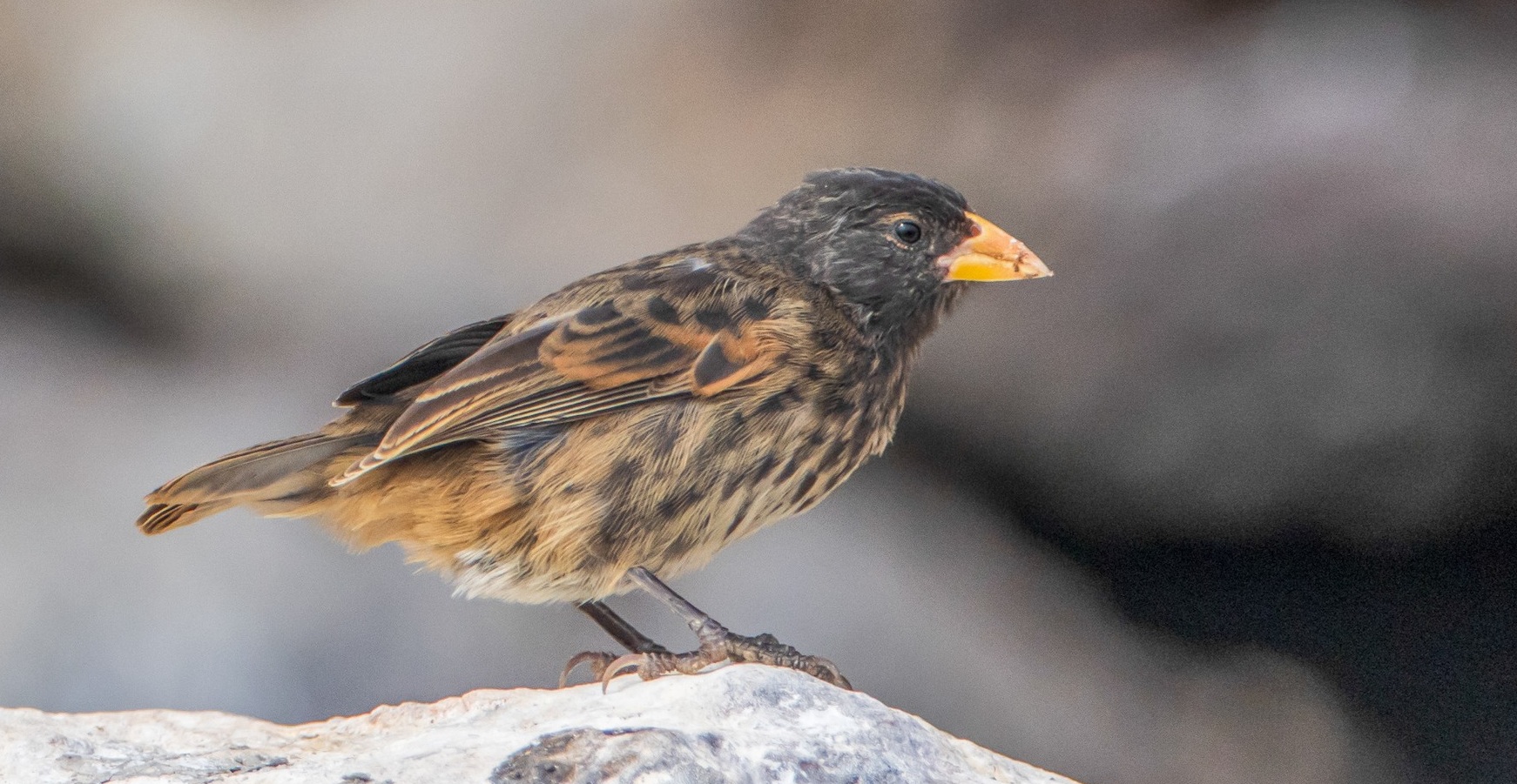 Вьюрок-вампир. Источник изображения: birdsoftheworld.org